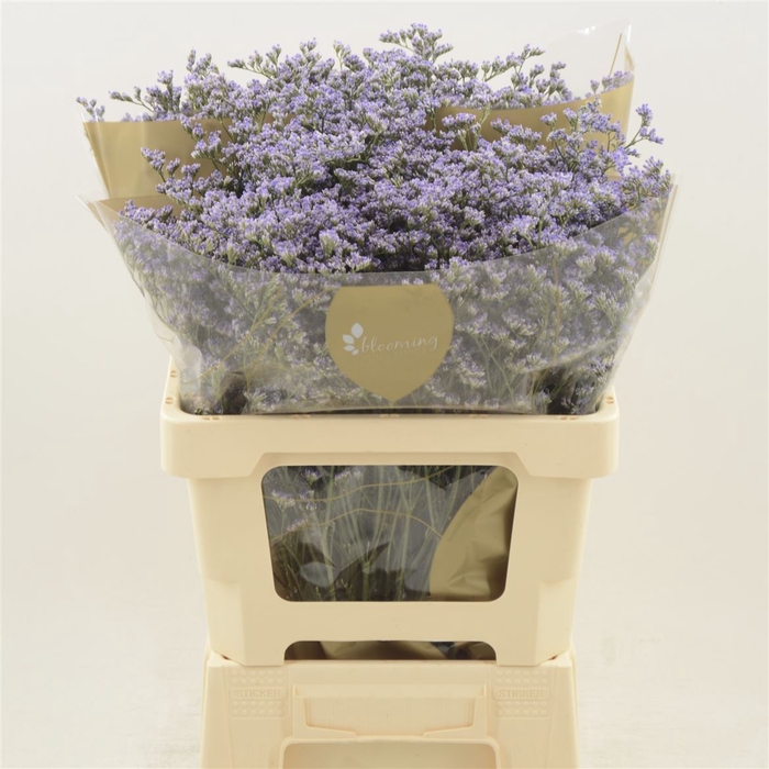 <h4>Limonium Maine Blue | Heavy Quality</h4>