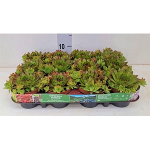 Sempervivum   ...