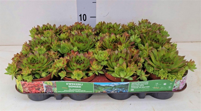 <h4>Sempervivum   ...</h4>