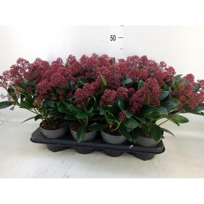 <h4>Skimmia jap. 'Rubella'</h4>