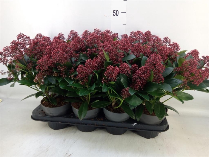 Skimmia jap. 'Rubella'