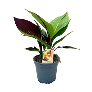 Canna Cleopatra Zonder Bloem p 17