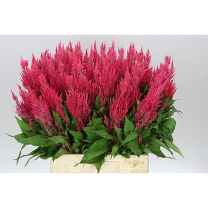 Celosia P Royal Pink