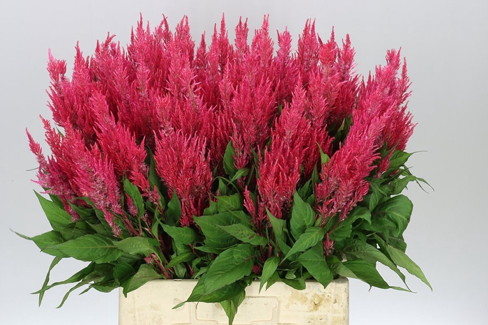 <h4>Celosia P Royal Pink</h4>