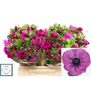 ANEM CO MIS + FUCSIA