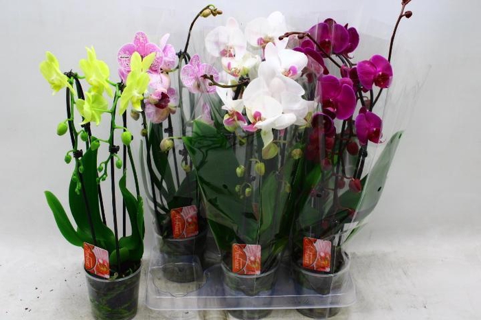<h4>PHAL EL CASCADE</h4>