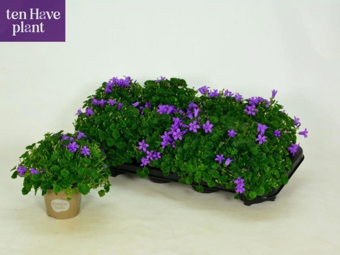 <h4>CAMP POR PORTO</h4>