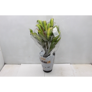 DRACENA VARIADA P17