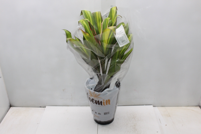 <h4>DRACENA VARIADA P17</h4>