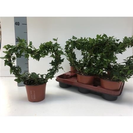 <h4>Hedera He Shamrock Hart Mini</h4>