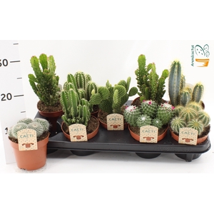 CACTUS GEM