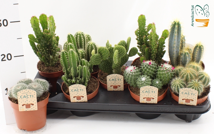 <h4>CACTUS GEM</h4>
