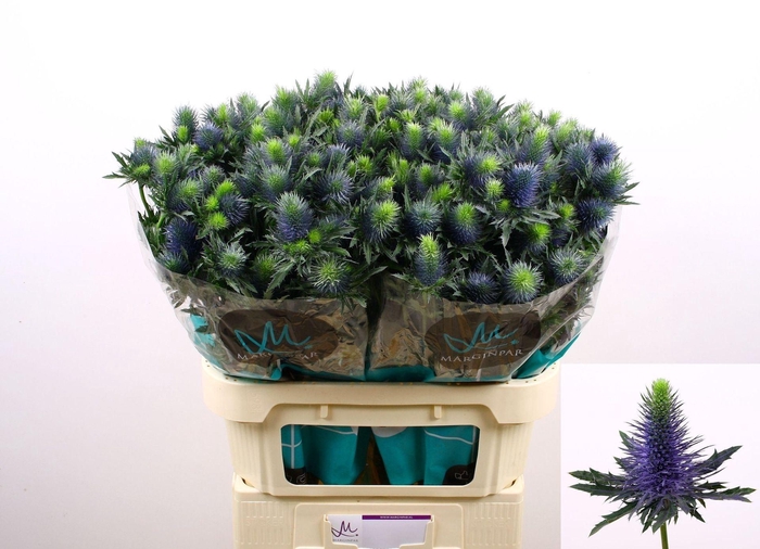 <h4>ERYNGIUM  'SUPERNOVA'</h4>