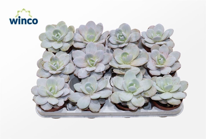 <h4>Echeveria Laui</h4>