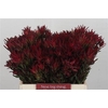 Leucadendron Sal Blush