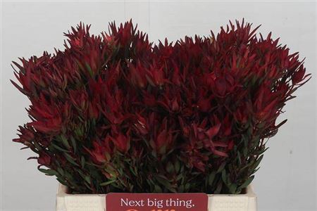 Leucadendron Sal Blush