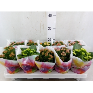 Kalanchoe blos.   ..rosebud mix  4