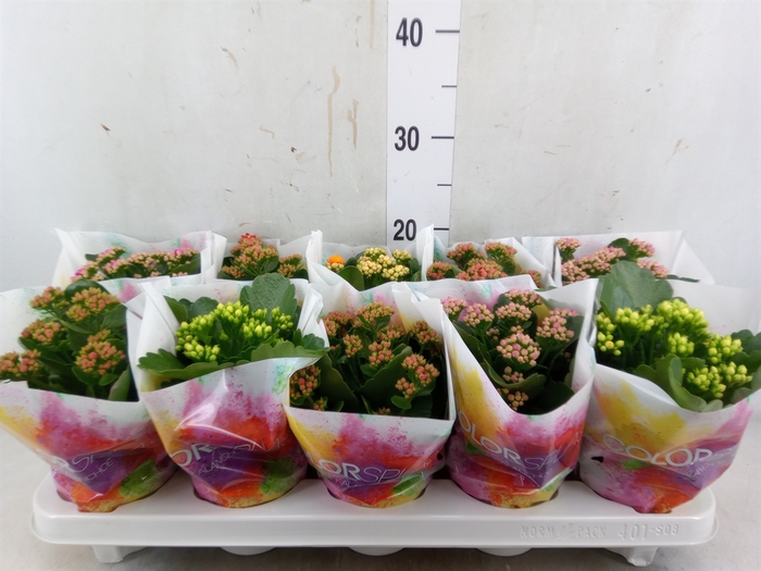 <h4>Kalanchoe blos.   ..rosebud mix  4</h4>