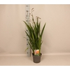 vaste planten 19 cm  Crocosmia Carmine Briljant  Karmijnrood