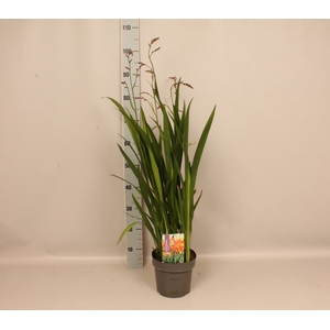 vaste planten 19 cm  Crocosmia Carmine Briljant  Karmijnrood
