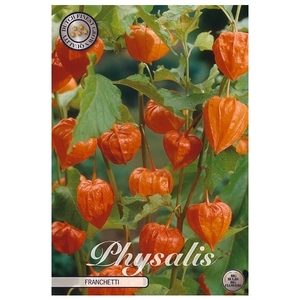 Physalis Orange x4 l