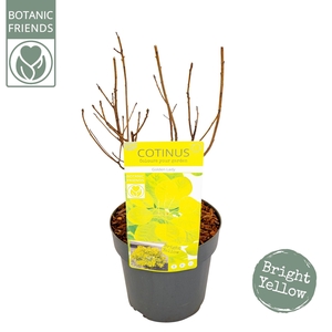 Cotinus cog. 'Golden Lady' ®