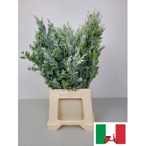 ACACIA DENNIS SILVER MOON