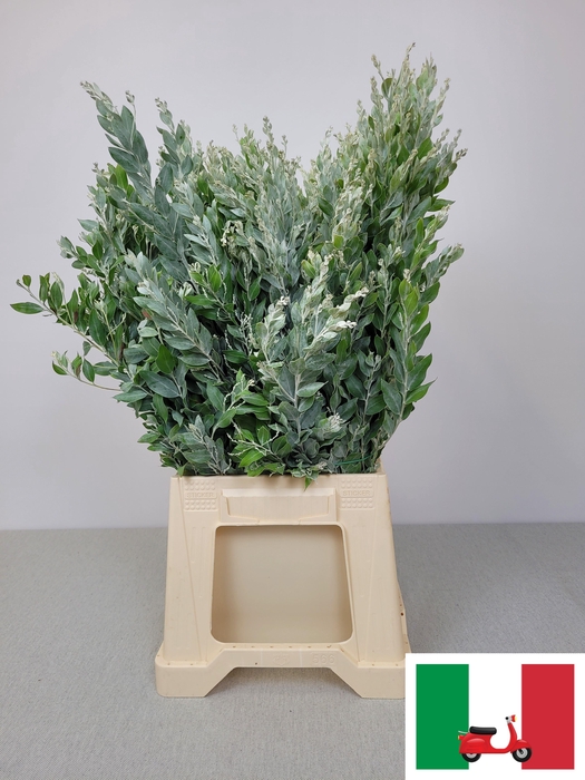 <h4>ACACIA DENNIS SILVER MOON</h4>