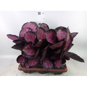 Calathea roseopicta 'Crimson'