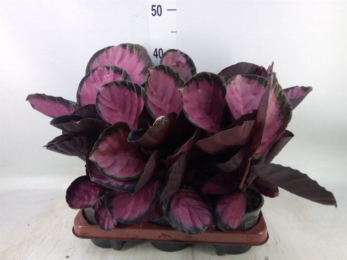 <h4>Calathea roseopicta 'Crimson'</h4>