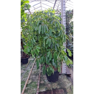 Schefflera actin. 'Amate'