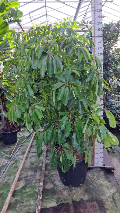 <h4>Schefflera actin. 'Amate'</h4>