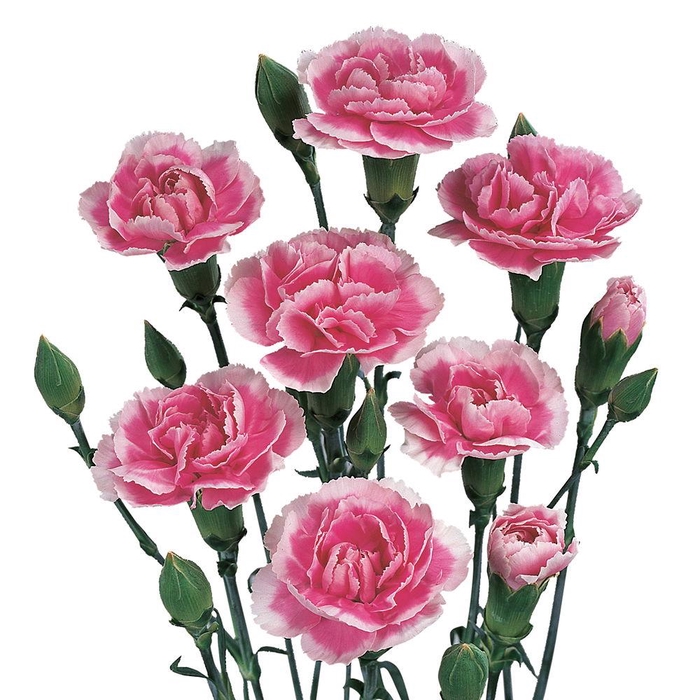 <h4>DI TR CHERRY TESSINO</h4>