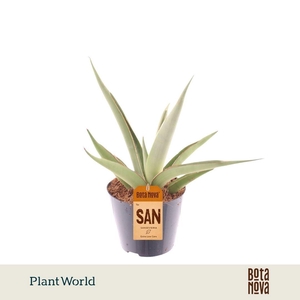 Sansevieria Silver Syreni
