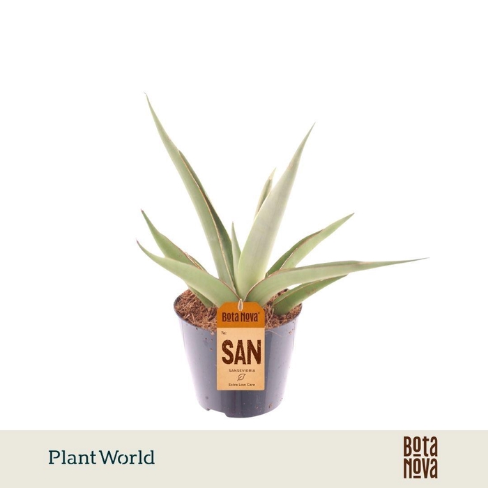 <h4>Sansevieria Silver Syreni</h4>