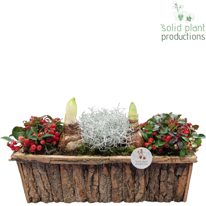 <h4>BRLA001 Amaryllis Bark R Large Brown</h4>