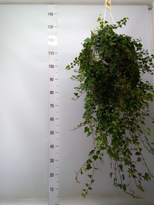 <h4>Hedera helix 'Anna'</h4>