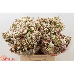 CHAMELAUCIUM 'MORNING DELIGHT'