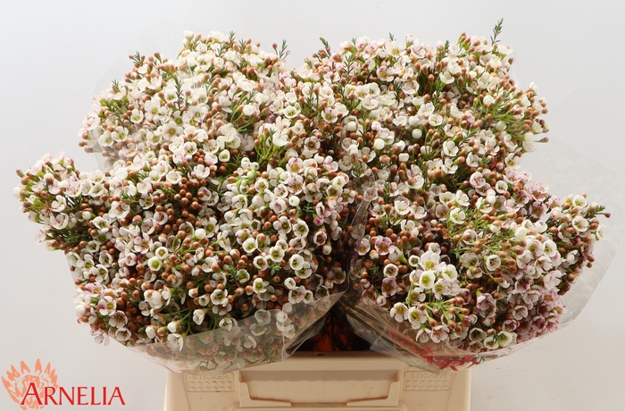 <h4>CHAMELAUCIUM 'MORNING DELIGHT'</h4>