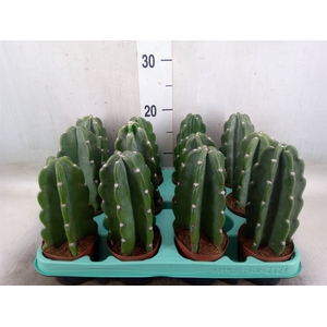 Cereus   ...