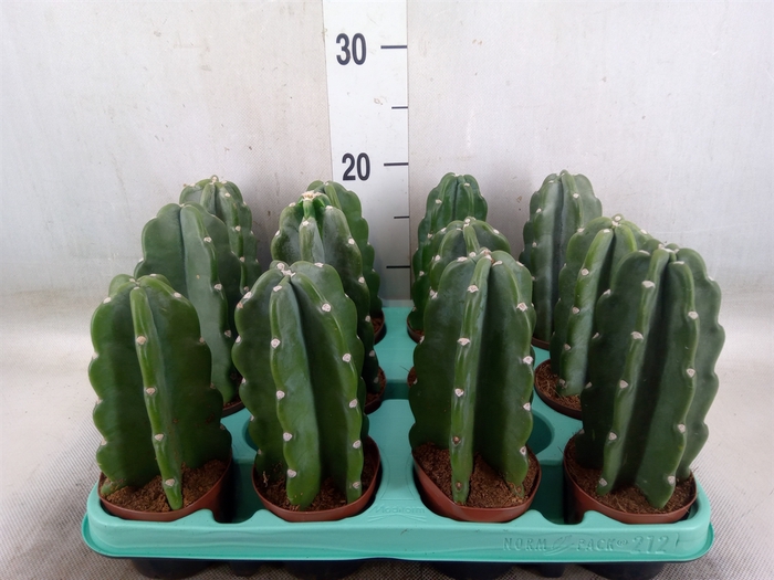 <h4>Cereus   ...</h4>
