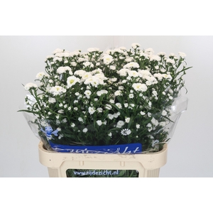 Aster Cassy