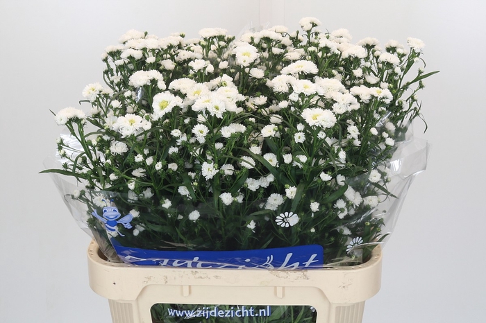 <h4>Aster Cassy</h4>