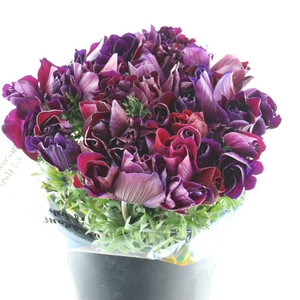 Anem Mistral Sr Bordeaux Super Xl