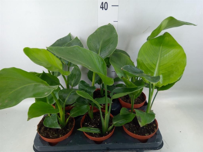 <h4>Strelitzia nicolai</h4>