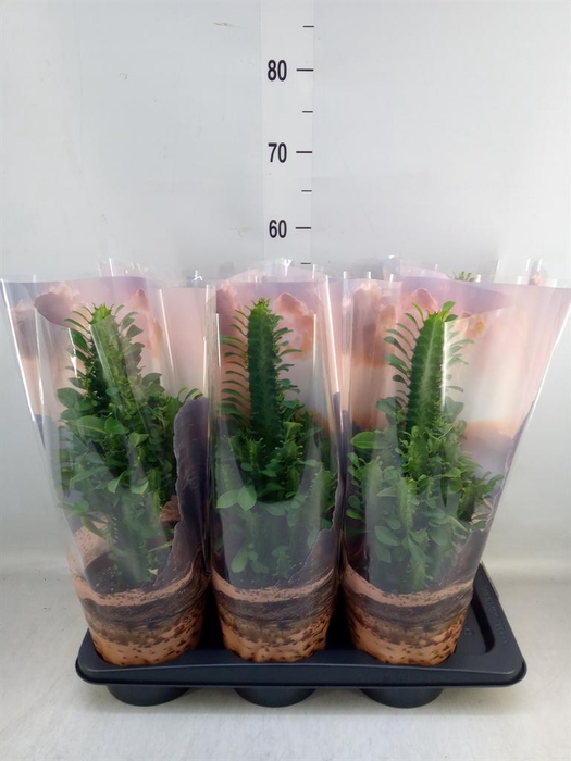 <h4>Euphorbia trigona</h4>