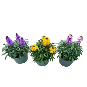 Erysimum linifolium Super Bowl Suns