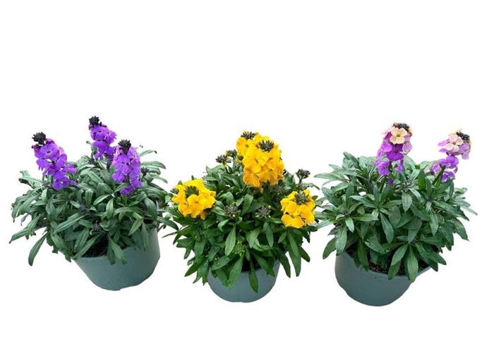 <h4>Erysimum linifolium Super Bowl Suns</h4>