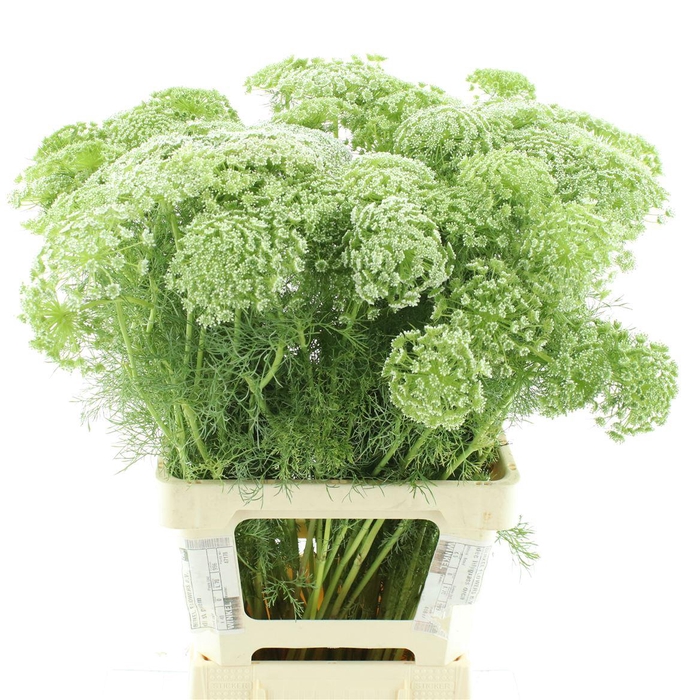 <h4>Ammi Visnaga</h4>