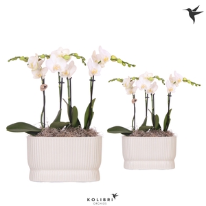 Kolibri Orchids Phalaenopsis white 4spike in Diabolo travertine
